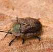 089 TSOUBA Insecte Coleoptera Chrysomelidae 8EIMG_22056wtmk.JPG
