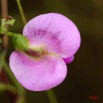005 Canyon Blanc Fleur Violette IMG_3743wtmk.jpg