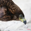 035 Canyon Vert Oiseau Pygargue Vocifere Haliaeetus vocifer Juvenile IMG_4808WTMK.JPG
