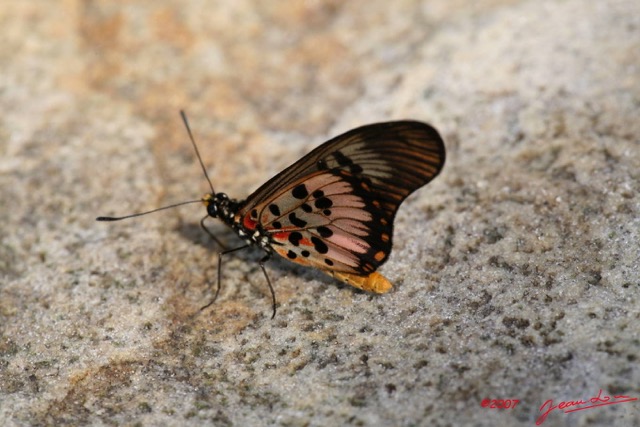 027 Mont KALAMI Lepidoptere ACRAEA Zetes 7IMG_6408WTMK.JPG
