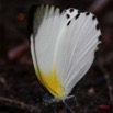 028 Mont KALAMI Lepidoptere APPIAS Sabina 7IMG_6413WTMK.JPG