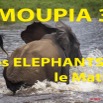 060 Titre Photos Moupia 3 Elephants le Matin.jpg