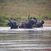 072 MOUPIA 3 Elephant Troupeau Quittant le Bai au Matin 9E5K2IMG_55487wtmk.jpg