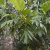 005 Cap Esterias Arbre Moraceae Arbre a Pain Artocarpus altilis 15E5K3IMG_113670wtmk.jpg
