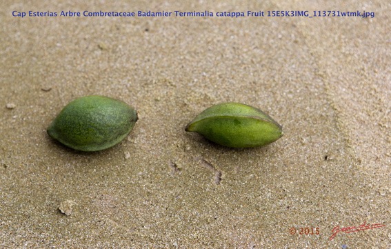 014 Cap Esterias Arbre Combretaceae Badamier Terminalia catappa Fruit 15E5K3IMG_113731wtmk.jpg