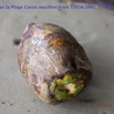 041 Cap Esterias la Plage Cocos nucifera Fruit 15E5K3IMG_113895wtmk.jpg
