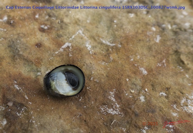044 Cap Esterias Coquillage Littorinidae Littorina cingulifera 15RX103DSC_100827wtmk.jpg