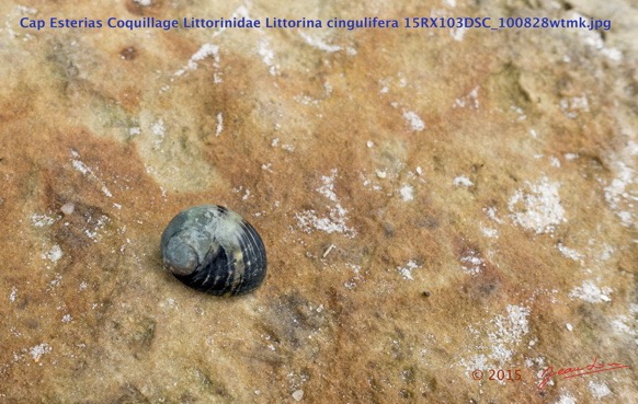 045 Cap Esterias Coquillage Littorinidae Littorina cingulifera 15RX103DSC_100828wtmk.jpg