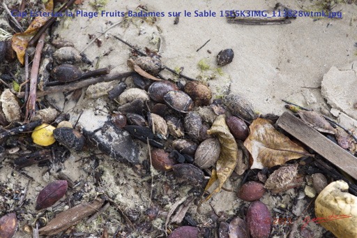 048 Cap Esterias la Plage Fruits Badames sur le Sable 15E5K3IMG_113828wtmk.jpg