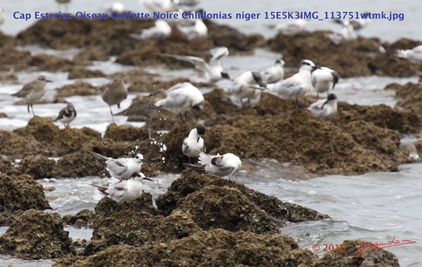 068 Cap Esterias Oiseau Guifette Noire Chlidonias niger 15E5K3IMG_113751wtmk.jpg