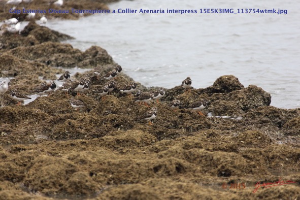 072 Cap Esterias Oiseau Tournepierre a Collier Arenaria interpress 15E5K3IMG_113754wtmk.jpg