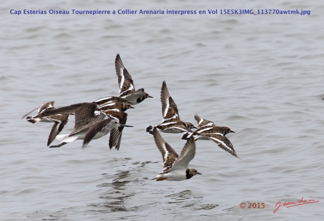 074 Cap Esterias Oiseau Tournepierre a Collier Arenaria interpress en Vol 15E5K3IMG_113770awtmk.jpg