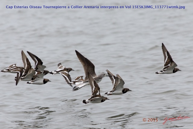 075 Cap Esterias Oiseau Tournepierre a Collier Arenaria interpress en Vol 15E5K3IMG_113771wtmk.jpg