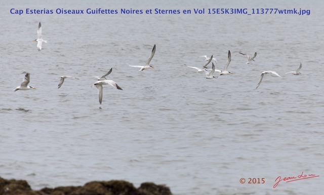 076 Cap Esterias Oiseaux Guifettes Noires et Sternes en Vol 15E5K3IMG_113777wtmk.jpg