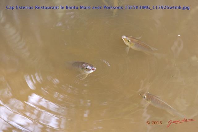 104 Cap Esterias Restaurant le Bantu Mare avec Poissons 15E5K3IMG_113926wtmk.jpg