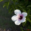 083 GOMBE Fleur Hibiscus Blanc 10E5K2IMG_61103wtmk.jpg
