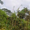 216 Piste Offoue-Alembe 05 Vegetation et Bambous 20E5M3IMG_200122154351_DxOwtmk 150k.jpg