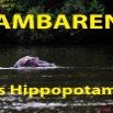 019 Titre Photos Lambarene Hippo.jpg