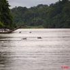 020 LAMBARENE Hippopotames dans le Fleuve 9E5K2IMG_52010wtmk.jpg