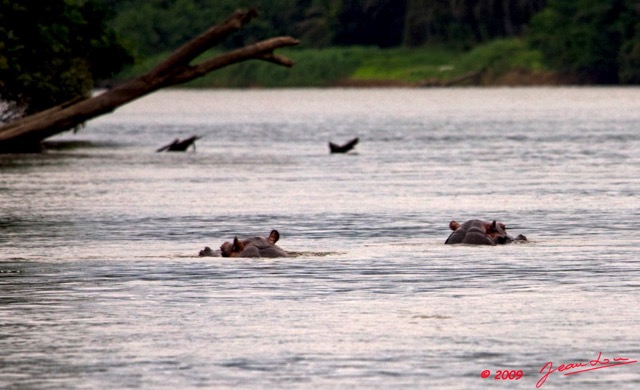 021 LAMBARENE Hippopotames dans le Fleuve 9E5K2IMG_52009wtmk.jpg