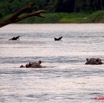 021 LAMBARENE Hippopotames dans le Fleuve 9E5K2IMG_52009wtmk.jpg