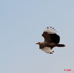 040 LAMBARENE Oiseau Palmiste Africain Gypohierax angolensis en Vol 9E5K2IMG_52087wtmk.jpg