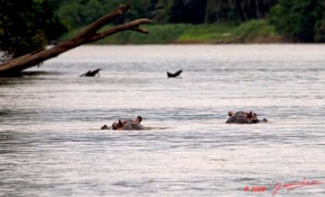 LAMBARENE-Hippopotames-dans-le-Fleuve-9E5K2IMG_52009wtmk-web