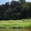 079 LAMBARENE Lac Azingo Vegetation dans le Chenal 8E5IMG_27725wtmk.jpg