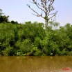 022 LAMBARENE Lac Evaro Vegetation sur le Fleuve Ogooue 8E5IMG_28270wtmk.jpg
