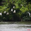 011 LAMBARENE Lac Onangue Oiseaux en Vol sur le Fleuve 8E5IMG_28114wtmk.jpg