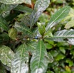 029 ARBORETUM Raponda-Walker 2 Plante 033 Magnoliopsida Gentianales Rubiaceae Lasianthus batangensis Possible 19E5M3IMG_190413139685_DxOwtmk 150k.jpg