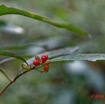 031 ARBORETUM Raponda-Walker 2 Plante 034 Magnoliopsida Gentianales Rubiaceae Psychotria sp Possible avec Fruits Rouges 19E5M3IMG_190413139699_DxOwtmk 150k.jpg