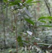 032 ARBORETUM Raponda-Walker 2 Plante 034 Magnoliopsida Gentianales Rubiaceae Psychotria sp Possible avec Fruits Rouges 19E5M3IMG_190413139700_DxOwtmk 150k.jpg