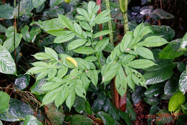 018 ARBORETUM de SIBANG 2 Plante 036 Liliopsida Alismatales Araceae Amorphophallus sp 19E5M3IMG_191026153157_DxOwtmk 150k.jpg