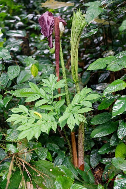 020 ARBORETUM de SIBANG 2 Plante 036 Liliopsida Alismatales Araceae Amorphophallus sp 19E5M3IMG_191026153160_DxOwtmk 150k.jpg