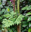 020 ARBORETUM de SIBANG 2 Plante 036 Liliopsida Alismatales Araceae Amorphophallus sp 19E5M3IMG_191026153160_DxOwtmk 150k.jpg