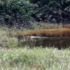 350 DJIDJI 1 Descente J4 le Lac Reptilia Crocodilia Crocodylidae Faux-Gavial Afrique Crocodylus cataphractus 18E5K3IMG_180929138456_DxOwtmk 150k.jpg
