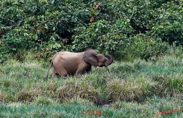 124 DJIDJI 1 Bai de LANGOUE 3 J7 Mammalia 018 Proboscidea Elephantidae Elephant de Foret Loxodonta cyclotis 18E80IMG_180929140292_DxOwtmk 150k.jpg