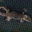 135 DJIDJI 1 Bai de LANGOUE 3 J7 Reptilia Squamata Gekkonidae Gecko Hemidactylus richardsonii 18E80IMG_180929140307_DxOwtmk 150k.jpg