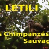 066 Titre Photos Letili Chimpanzes.jpg