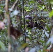 070 LETILI la Foret Chimpanze Femelle au Sol 10E5K2IMG_57794awtmk.jpg