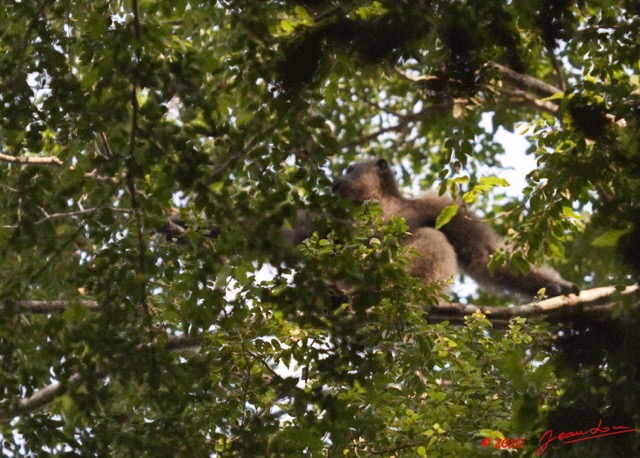 076 LETILI la Foret Chimpanze Male Dominant sur un Arbre 10E5K2IMG_57797awtmk.jpg