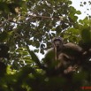 079 LETILI la Foret Chimpanze Male Dominant sur un Arbre 10E5K2IMG_57803awtmk.jpg