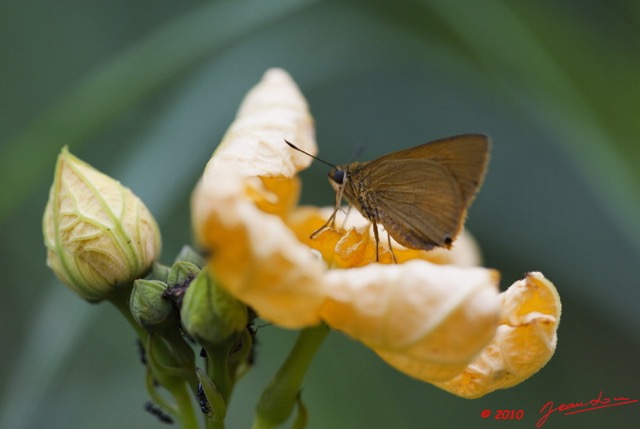 092 LETILI la Foret Fleur et Papillon Hesperidae 10E5K2IMG_57743wtmk.jpg