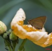 092 LETILI la Foret Fleur et Papillon Hesperidae 10E5K2IMG_57743wtmk.jpg