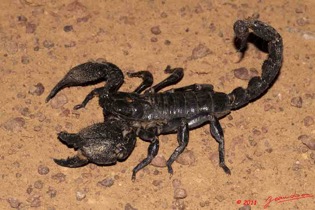 BELINGA-Arthropode-Scorpion-Pandinus-imperator-11E50IMG_32608wtmk-web