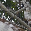 040 Mission SAINTE-ANNE Oiseau Pic du Gabon Dendropicos gabonensis 12E5K2IMG_78226wtmk.jpg