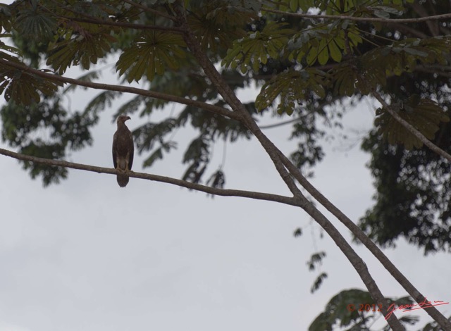017 MOUYANAMA Oiseau Palmiste Africain Gypohierax angolensis Jeune 12E5K2IMG_74147wtmk.jpg
