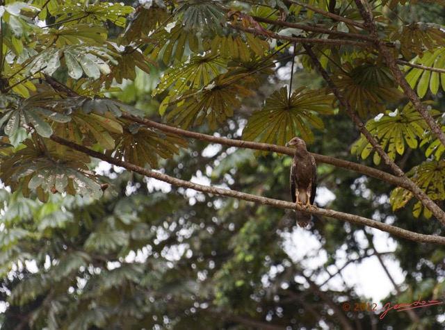 018 MOUYANAMA Oiseau Palmiste Africain Gypohierax angolensis Jeune 12E5K2IMG_74149wtmk.jpg