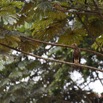 018 MOUYANAMA Oiseau Palmiste Africain Gypohierax angolensis Jeune 12E5K2IMG_74149wtmk.jpg